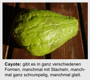 Cayote: gibt es in ganz verschiedenen Formen, manchmal mit Stacheln, manch-mal ganz schrumpelig, manchmal glatt.